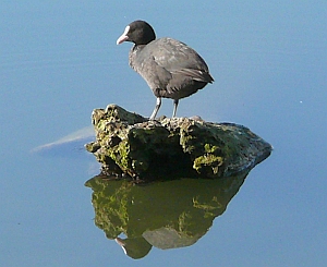 Bläßhuhn
