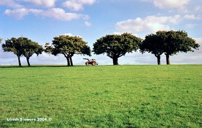 Baueme mit Trecker