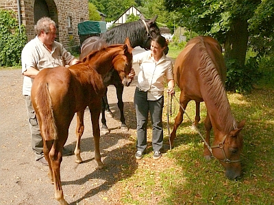 Trakehner Liemersdorf
